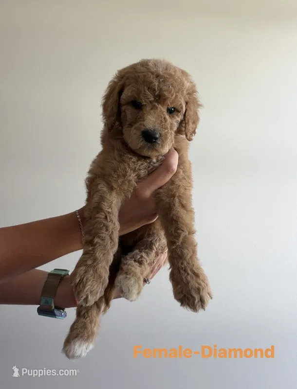 Diamond – Poodle - Standard  puppy for sale in Talking Rock, GA