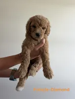 Diamond, a female Poodle for sale in Talking Rock, GA – 1 of 6