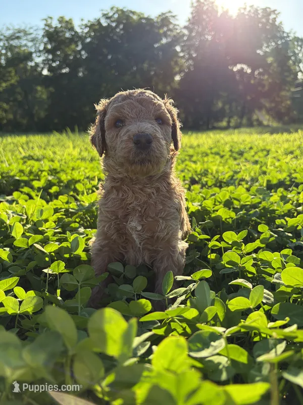 Slate – Poodle - Standard  puppy for sale in Talking Rock, GA