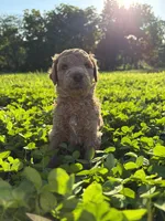 Slate, a male Poodle for sale in Talking Rock, GA – 3 of 4