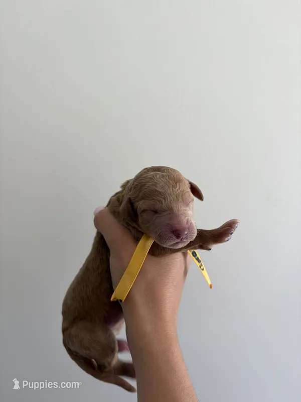 Diamond – Poodle - Standard  puppy for sale in Talking Rock, GA