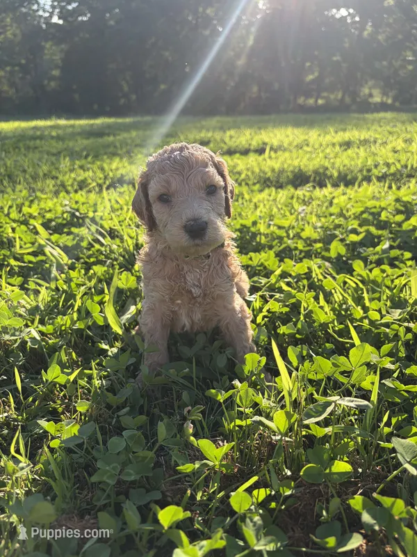 Onyx – Poodle - Standard  puppy for sale in Talking Rock, GA