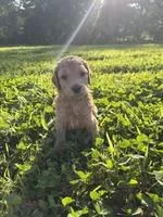 Onyx, a male Poodle for sale in Talking Rock, GA – 3 of 4