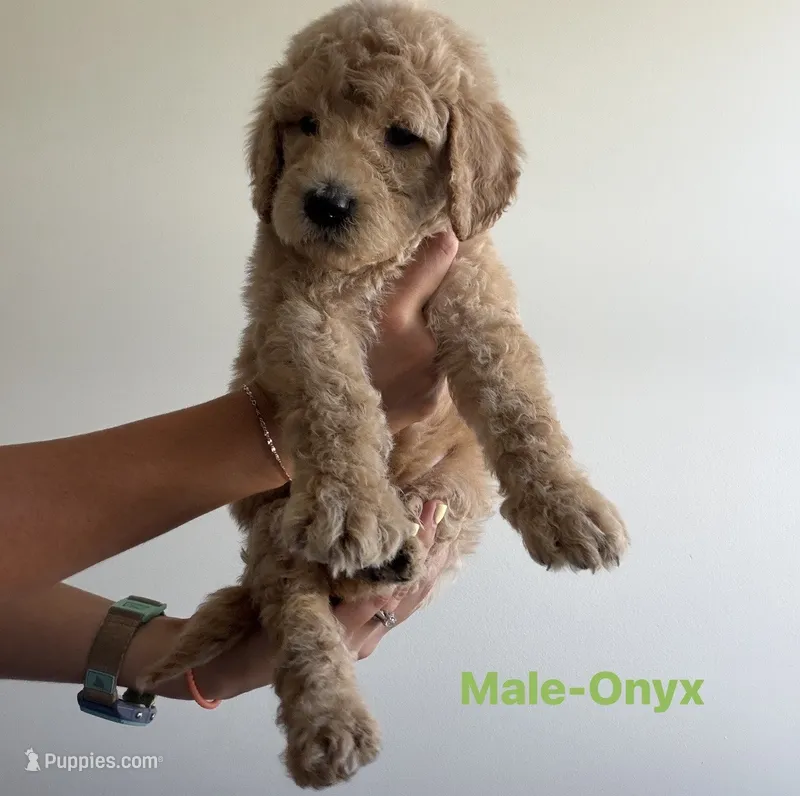 Onyx – Poodle - Standard  puppy for sale in Talking Rock, GA