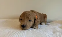 Diamond, a female Poodle for sale in Talking Rock, GA – 6 of 6