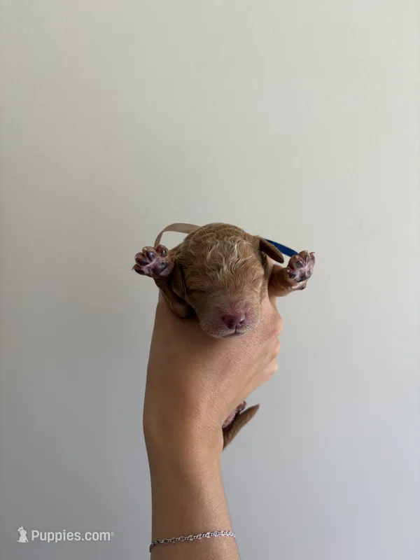 Jasper – Poodle - Standard  puppy for sale in Talking Rock, GA