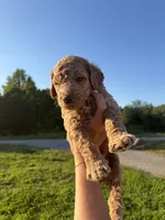 Jasper, a male Poodle for sale in Talking Rock, GA – 4 of 4