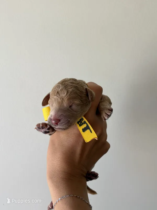 Flint – Poodle - Standard  puppy for sale in Talking Rock, GA