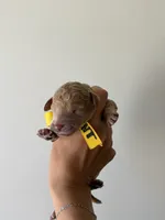 Flint, a male Poodle - Standard  for sale in Talking Rock, GA – 1 of 1