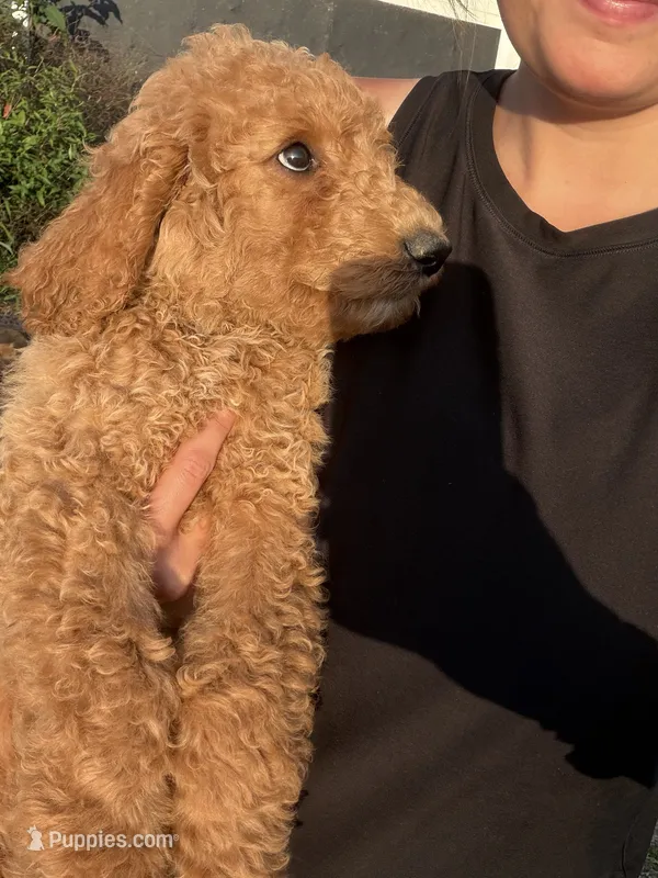 Amber  – Poodle, Poodle - Standard  puppy for sale in Talking Rock, GA