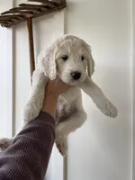 Blue, a male Great Pyrenees and Pyredoodle for sale in Talking Rock, GA – Photo 3 of 10