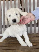 Blue, a male Great Pyrenees and Pyredoodle for sale in Talking Rock, GA – Photo 1 of 10