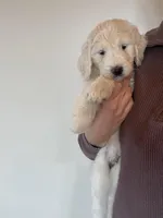 Blue, a male Great Pyrenees and Pyredoodle for sale in Talking Rock, GA – Photo 2 of 10