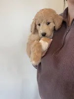 Viva, a female Great Pyrenees and Pyredoodle for sale in Talking Rock, GA – Photo 2 of 10