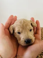 processed/0653e1ea-c266-459c-94d9-b42b5c87e3f1/listing/4f161644-aed0-4c5f-916a-07ee80bf8d8f/c2de470d-1b7a-40bb-99e2-81ff9e7ae6b2