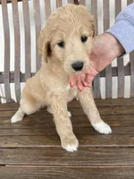 Viva, a female Great Pyrenees and Pyredoodle for sale in Talking Rock, GA – Photo 3 of 10