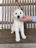 Memphis, a male Great Pyrenees and Pyredoodle for sale in Talking Rock, GA – Photo 1 of 9