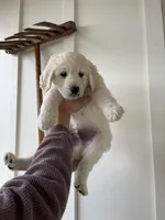 Memphis, a male Great Pyrenees and Pyredoodle for sale in Talking Rock, GA – Photo 2 of 9