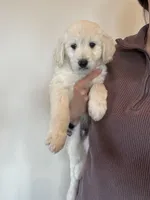 Memphis, a male Great Pyrenees and Pyredoodle for sale in Talking Rock, GA – Photo 3 of 9