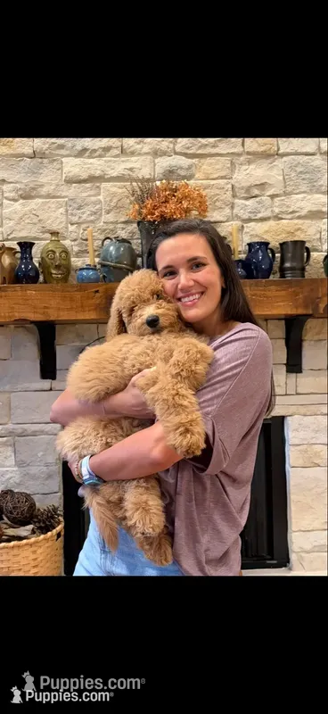 Slate – Poodle, Poodle - Standard  puppy for sale in Talking Rock, GA