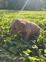 Amber , a female Poodle for sale in Talking Rock, GA – 4 of 5