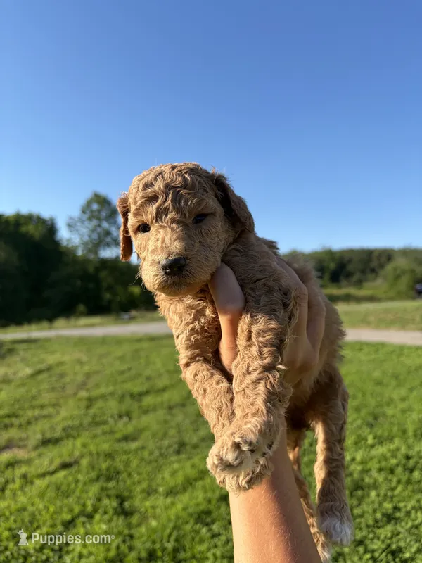 Diamond – Poodle - Standard  puppy for sale in Talking Rock, GA