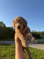 Obsidian , a male Poodle for sale in Talking Rock, GA – 2 of 4