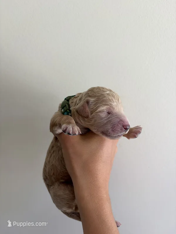 Onyx – Poodle - Standard  puppy for sale in Talking Rock, GA