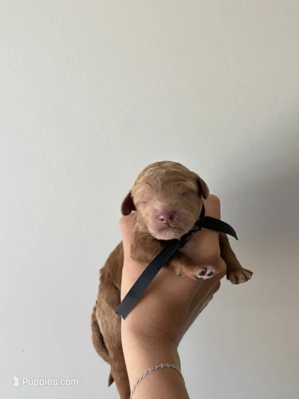 Sterling – Poodle - Standard  puppy for sale in Talking Rock, GA