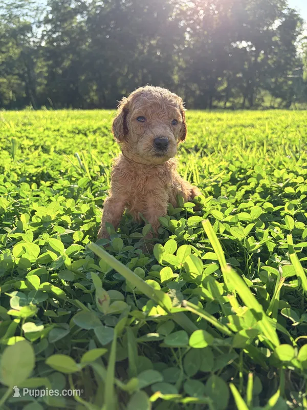 Opal – Poodle - Standard  puppy for sale in Talking Rock, GA