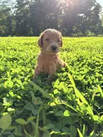 Opal, a female Poodle for sale in Talking Rock, GA – 2 of 6