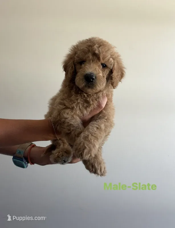Slate – Poodle - Standard  puppy for sale in Talking Rock, GA