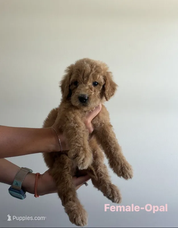 Opal – Poodle - Standard  puppy for sale in Talking Rock, GA