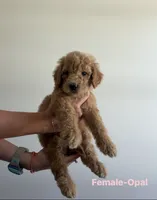 Opal, a female Poodle for sale in Talking Rock, GA – 1 of 6