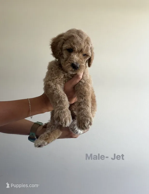 Jet – Poodle - Standard  puppy for sale in Talking Rock, GA