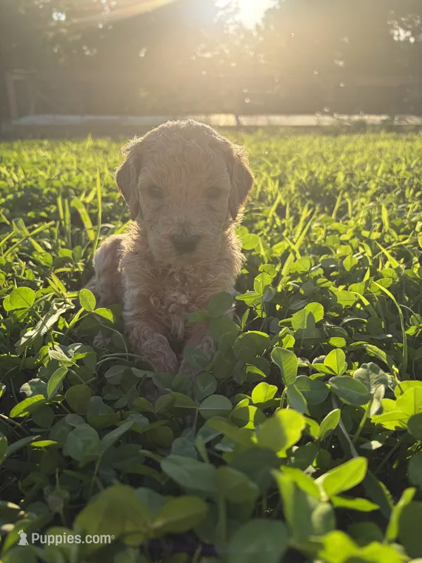 Flint – Poodle - Standard  puppy for sale in Talking Rock, GA