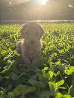 Flint, a male Poodle for sale in Talking Rock, GA – 3 of 4