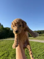 Opal, a female Poodle for sale in Talking Rock, GA – 5 of 6