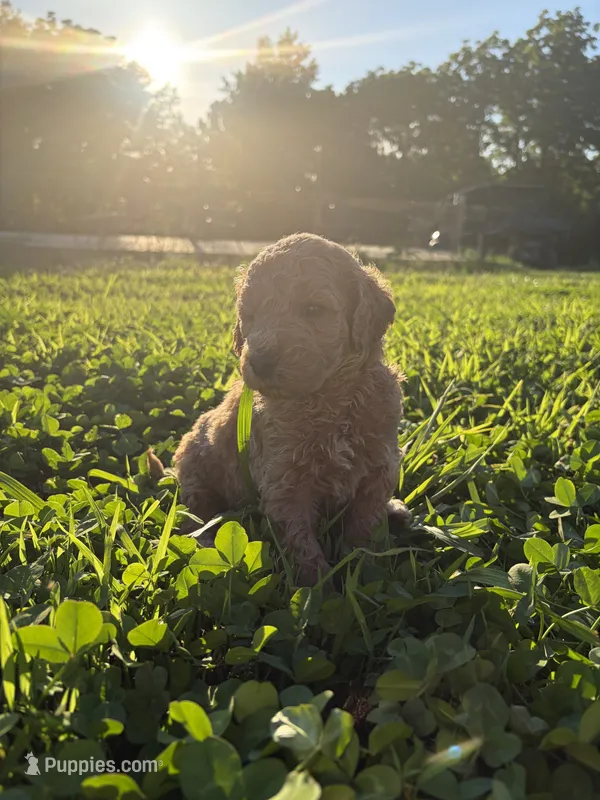 Jasper – Poodle - Standard  puppy for sale in Talking Rock, GA