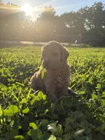 Jasper, a male Poodle for sale in Talking Rock, GA – 3 of 4