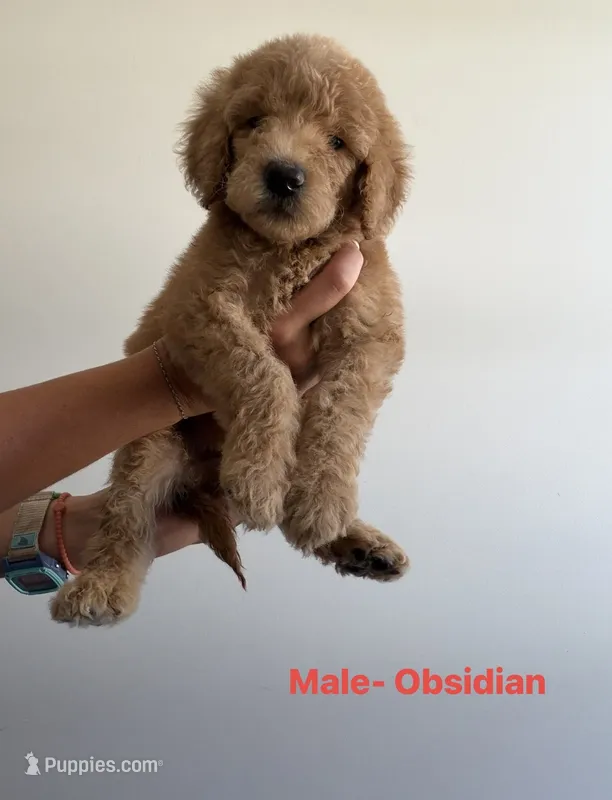 Obsidian  – Poodle - Standard  puppy for sale in Talking Rock, GA