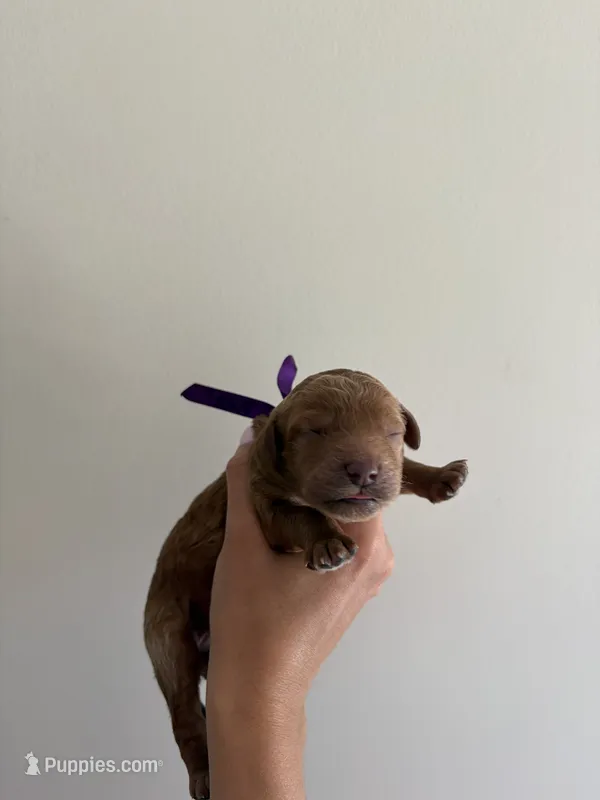 Pearl – Poodle - Standard  puppy for sale in Talking Rock, GA