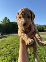 Slate, a male Poodle for sale in Talking Rock, GA – 2 of 4
