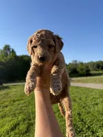 Amber , a female Poodle for sale in Talking Rock, GA – 5 of 5