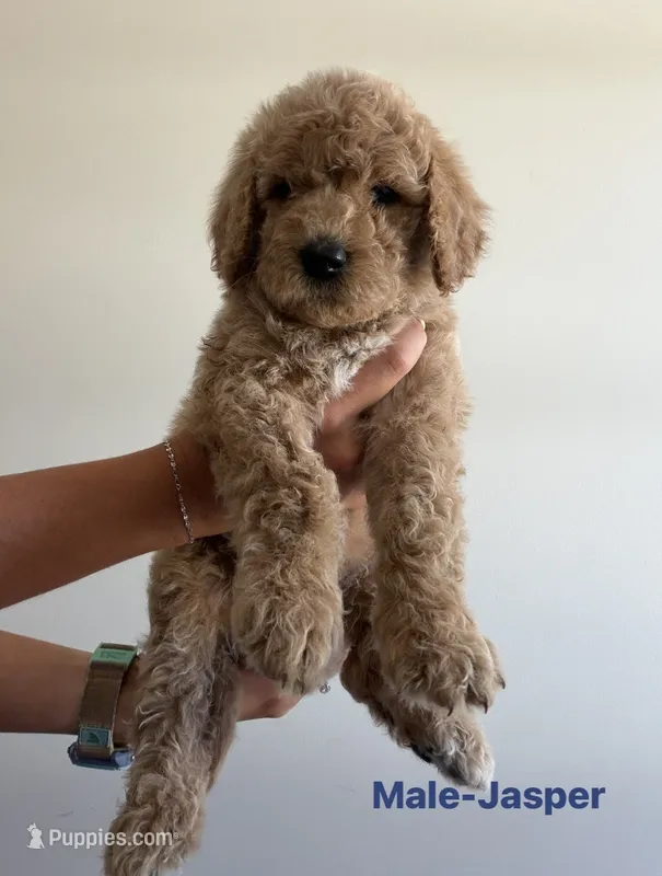 Jasper – Poodle - Standard  puppy for sale in Talking Rock, GA