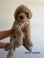 Jasper, a male Poodle for sale in Talking Rock, GA – 1 of 4