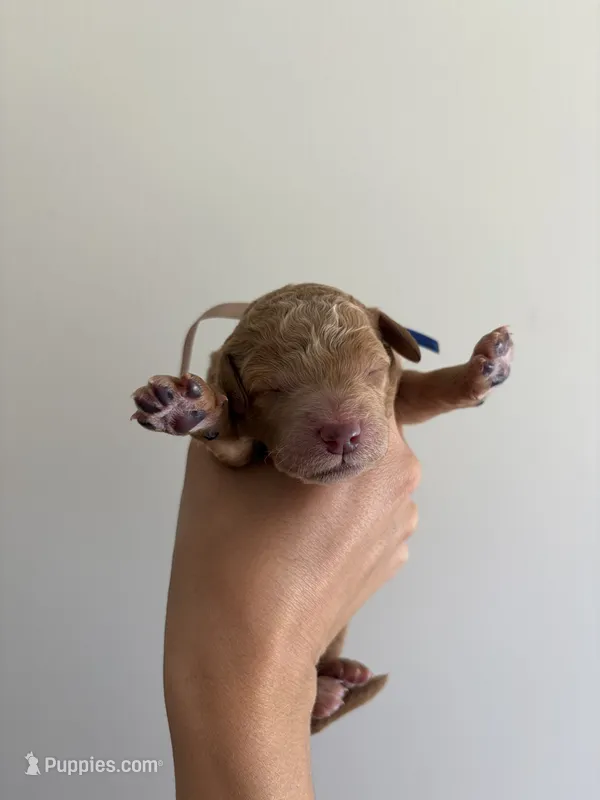 Obsidian , a male Poodle - Standard  for sale in Talking Rock, GA – 1 of 1