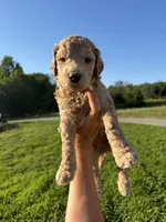 Onyx, a male Poodle for sale in Talking Rock, GA – 2 of 4