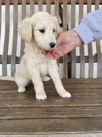 Graceland, a female Great Pyrenees and Pyredoodle for sale in Talking Rock, GA – Photo 1 of 9