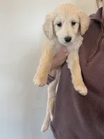 Graceland, a female Great Pyrenees and Pyredoodle for sale in Talking Rock, GA – Photo 3 of 9